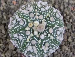 Astrophytum Hanazano Kabuto, pot 5,5 cm - 12407591