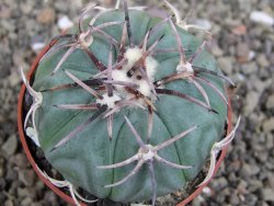 Echinocactus horizonthalonius KMR 21 Huizache 900m, pot 6,5 cm - 12407593