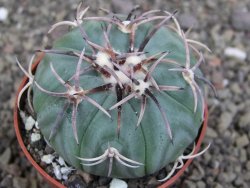 Echinocactus horizonthalonius KMR 21 Huizache 900m, pot 6,5 cm