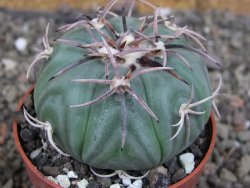 Echinocactus horizonthalonius KMR 21 Huizache 900m, pot 6,5 cm - 12407596