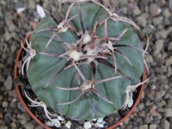 Echinocactus horizonthalonius KMR 21 Huizache 900m, pot 6,5 cm - 12407597