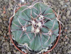 Echinocactus horizonthalonius KMR 21 Huizache 900m, pot 6,5 cm - 12407598