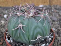 Echinocactus horizonthalonius KMR 21 Huizache 900m, pot 6,5 cm - 12407599