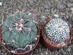Echinocactus horizonthalonius KMR 21 Huizache 900m, pot 6,5 cm - 12407600
