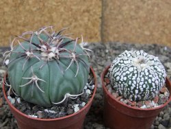 Echinocactus horizonthalonius KMR 21 Huizache 900m, pot 6,5 cm - 12407601