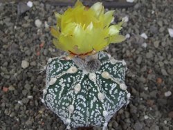 Astrophytum Z Jasenné pot 5,5 cm