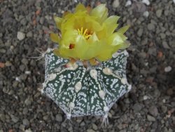 Astrophytum Z Jasenné pot 5,5 cm - 12407627