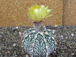 Astrophytum Z Jasenné pot 5,5 cm - 12407628