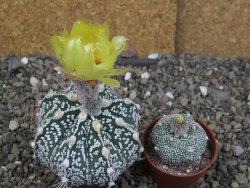Astrophytum Z Jasenné pot 5,5 cm - 12407630