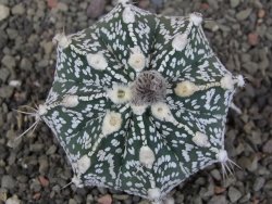 Astrophytum Z Jasenné pot 5,5 cm - 12407632