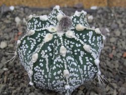 Astrophytum Z Jasenné pot 5,5 cm - 12407633