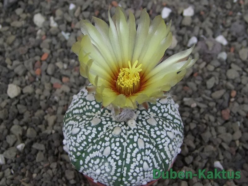 Astrophytum Z Jasenné pot 5,5 cm
