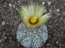 Astrophytum Z Jasenné pot 5,5 cm