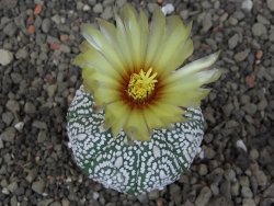 Astrophytum Z Jasenné pot 5,5 cm - 12407635