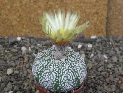 Astrophytum Z Jasenné pot 5,5 cm - 12407636