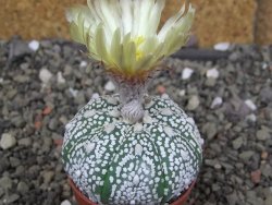 Astrophytum Z Jasenné pot 5,5 cm - 12407637