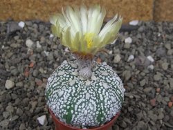 Astrophytum Z Jasenné pot 5,5 cm - 12407638