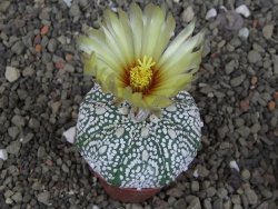 Astrophytum Z Jasenné pot 5,5 cm - 12407639