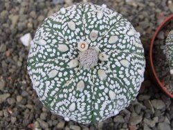 Astrophytum Z Jasenné pot 5,5 cm - 12407640
