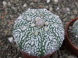 Astrophytum Z Jasenné pot 5,5 cm - 12407641