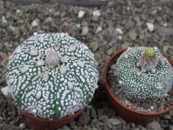 Astrophytum Z Jasenné pot 5,5 cm - 12407642