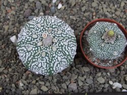 Astrophytum Z Jasenné pot 5,5 cm - 12407643