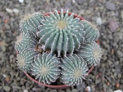 Geohintonia mexicana, pot 6,5 cm Roubovaná