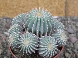 Geohintonia mexicana, pot 6,5 cm Roubovaná - 12407645