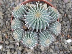 Geohintonia mexicana, pot 6,5 cm Roubovaná - 12407646