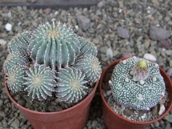 Geohintonia mexicana, pot 6,5 cm Roubovaná - 12407648