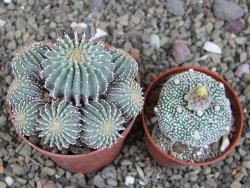 Geohintonia mexicana, pot 6,5 cm Roubovaná - 12407649