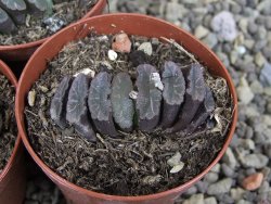 Haworthia truncata pot 5,5 cm - 12407664