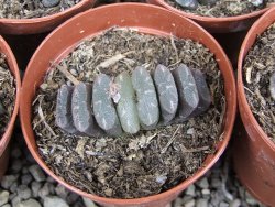 Haworthia truncata pot 5,5 cm - 12407665