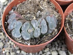 Haworthia truncata pot 5,5 cm - 12407666