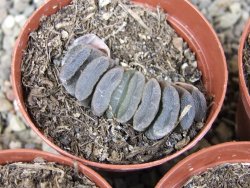Haworthia truncata pot 5,5 cm