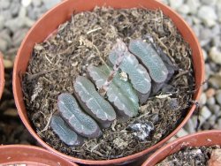 Haworthia truncata pot 5,5 cm - 12407668