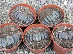 Haworthia truncata pot 5,5 cm - 12407669