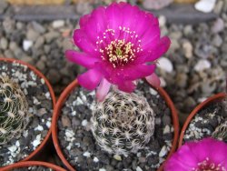 Lobivia tiegeliana, květináč 5,5 cm