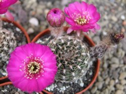 Lobivia tiegeliana, květináč 5,5 cm - 12407671