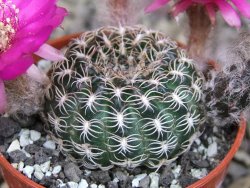 Lobivia tiegeliana, květináč 5,5 cm - 12407672