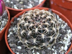 Lobivia tiegeliana, květináč 5,5 cm - 12407673