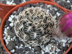 Lobivia tiegeliana, květináč 5,5 cm - 12407674