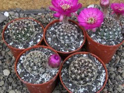 Lobivia tiegeliana, květináč 5,5 cm - 12407676