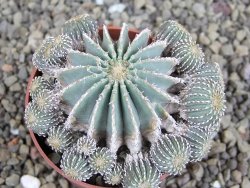 Geohintonia mexicana, pot 6,5 cm Roubovaná - 12407677