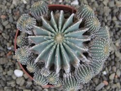 Geohintonia mexicana, pot 6,5 cm Roubovaná - 12407678