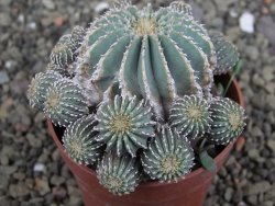 Geohintonia mexicana, pot 6,5 cm Roubovaná - 12407680