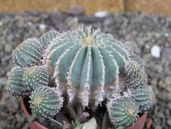 Geohintonia mexicana, pot 6,5 cm Roubovaná - 12407681