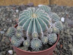 Geohintonia mexicana, pot 6,5 cm Roubovaná - 12407682