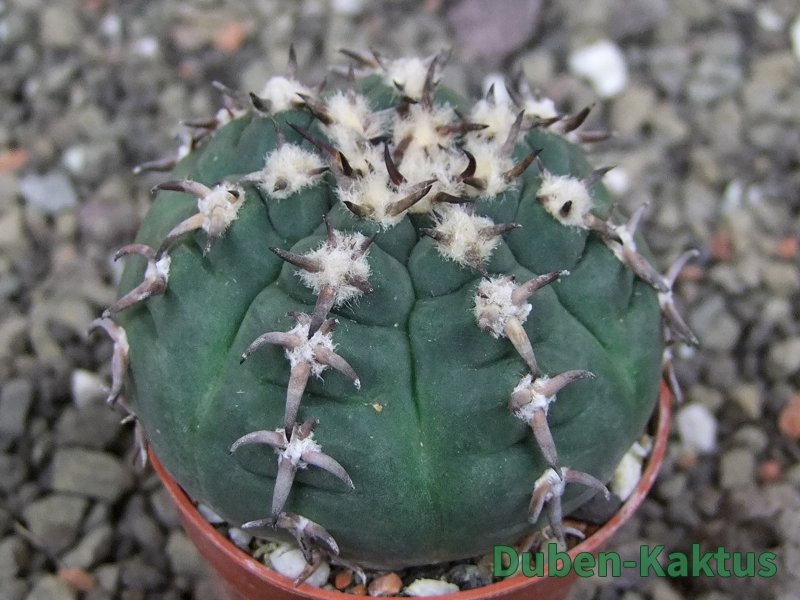 Gymnocalycium spegazzinii unguispinum SL 44b, pot 5,5 cm