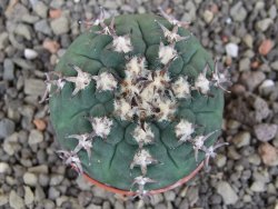 Gymnocalycium spegazzinii unguispinum SL 44b, pot 5,5 cm - 12407683